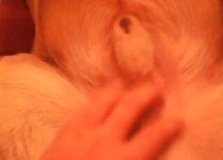 Hot animal indulging in hardcore zoophilic action