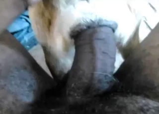 Bestiality sex with big dick sliding in tight hole