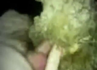 Sheep fuck scene with a guy who fucks it hard