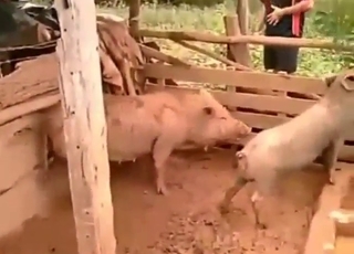 Pigs in bestiality porn with doggystyle sex