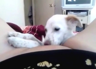 Twisted dog pussylick experience with a MILF