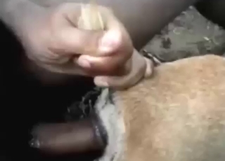 Thai dude fucking that tight dog asshole