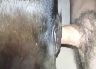 Deranged bestiality sex with a calf taking cock