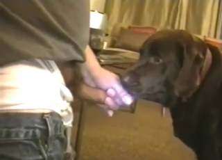 Slutty-ass dog is happy to take a nice dick inside