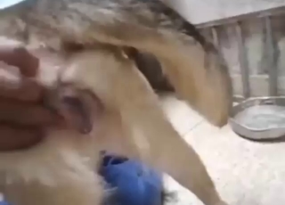 Sexed-up doggo is going to take his peen inside