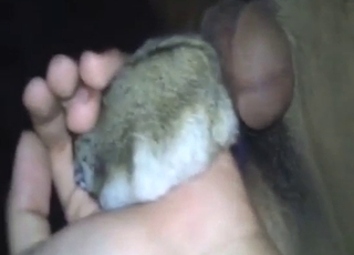 Hamster is way too small for his massive knob