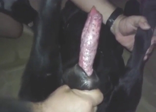 Zoo XXX starts with him stroking dog's cock