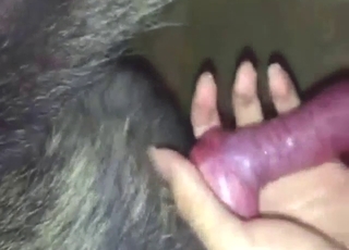 Zoo sex starts off with him just jerking dog peen