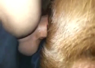 Labrador zoo sex with deep and hard anal gape