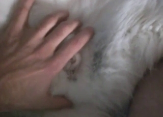 Zoophile porn: pussy of a hot beast exposed