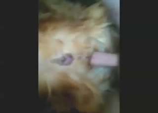Zoo porn with a Golden Retriever slut taking
