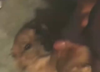 حيوان وسيم المظهر سيعبد قضيبًا جميلًا