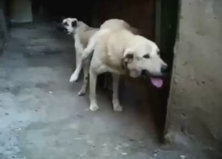 White dog fucks yet another horny dog today