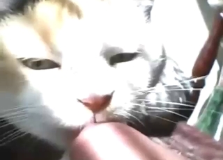 Sunny time blowjob from a cat that looks kinky