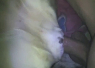 Pussy pleasure with a good-looking beast