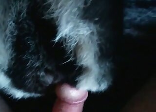 Big-dicked guy punishing his pet