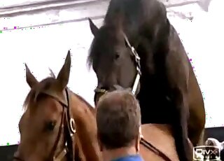 Naked women with horses-tube porn video