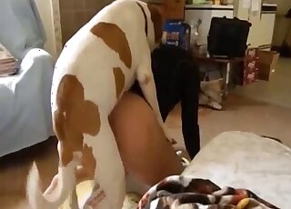 Small trained doggy fucked owner's ass from behind
