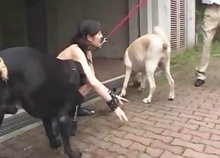 Submissive Asian slut and her impressive doggy