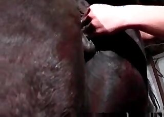 Two chicks going wild with a really horny animal